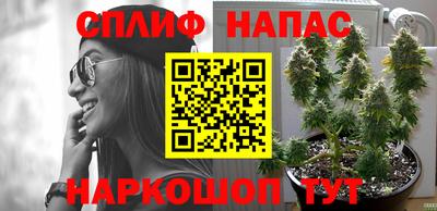 СК Бийск